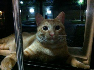 Garfield on the window sill